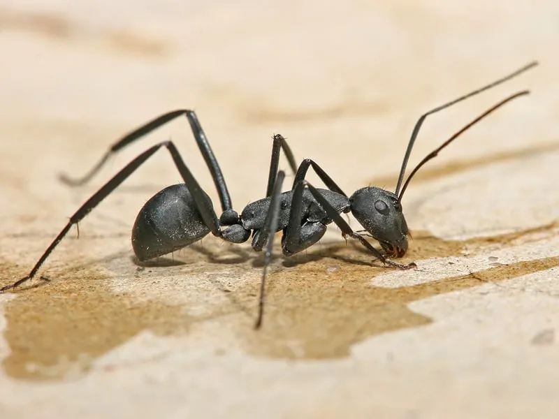 Carpenter Ants