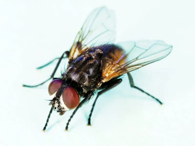 Cluster Flies