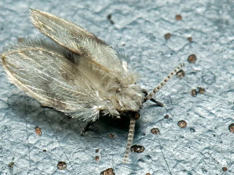 Drain Flies