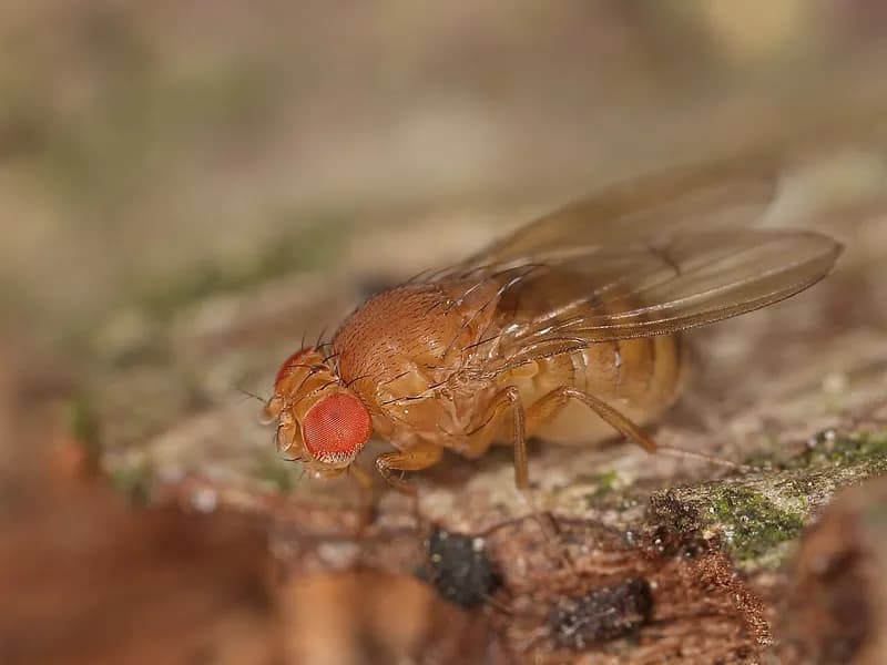 Fruit Flies
