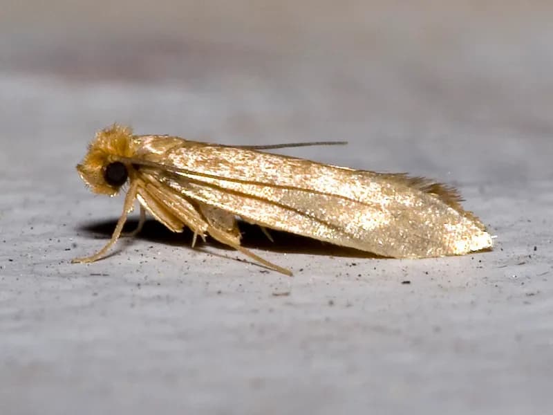 Moths