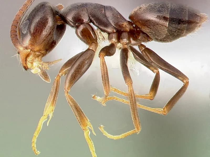 Pharaoh Ants