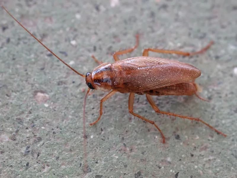 Cockroach — commercial kitchen pest control in Chicago
