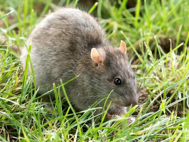 Rat — rodent control and exclusion in Chicago