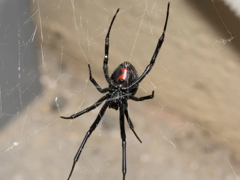 Spiders
