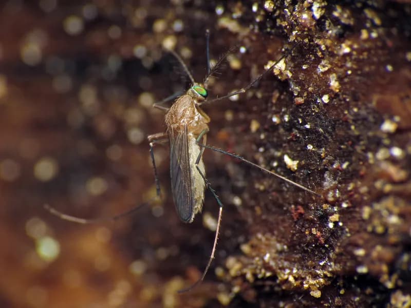 Mosquitoes